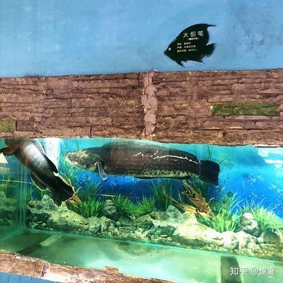 龍魚焦慮不安,快速游動(dòng)：當(dāng)龍魚表現(xiàn)出焦慮不安、快速游動(dòng)的行為時(shí)，可能是由多種因素引起的