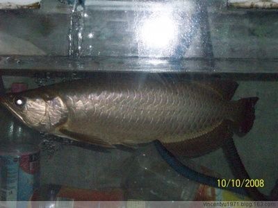 40cm的銀龍魚值多少錢（40cm銀龍魚價格(銀龍魚價格多少錢一條）