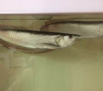 40cm的銀龍魚值多少錢（40cm銀龍魚價格(銀龍魚價格多少錢一條）