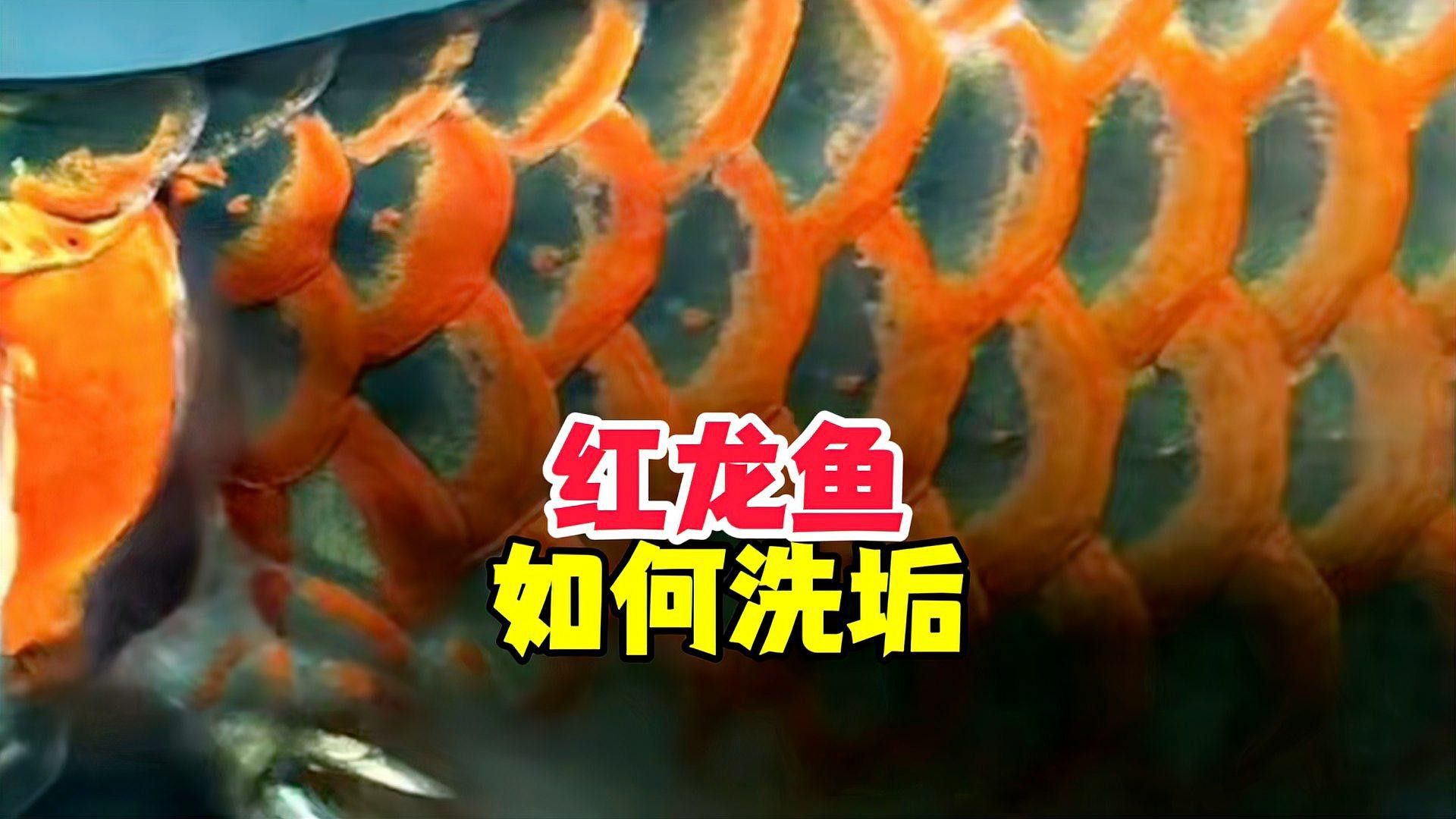 如何促進(jìn)紅龍魚快速發(fā)色？ 如何促進(jìn)紅龍魚快速發(fā)色？ 龍魚百科 第6張