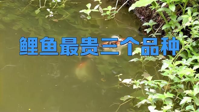 錦鯉大正和昭和哪個(gè)貴