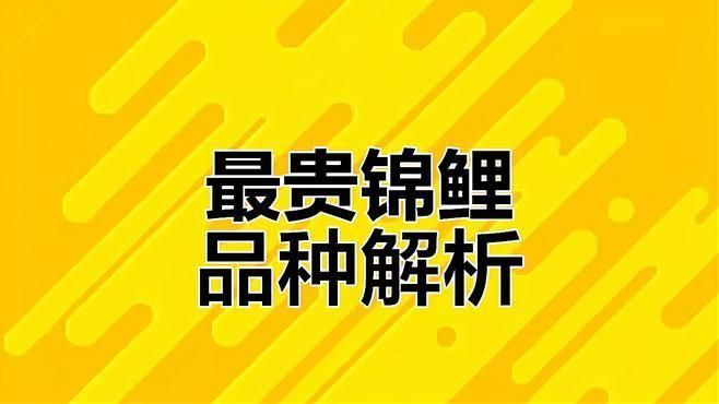 錦鯉大正和昭和哪個(gè)貴