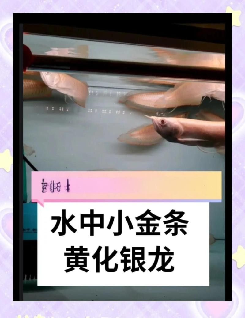 黃色的銀龍魚是什么魚種 黃色的銀龍魚是什么魚種 龍魚百科 第3張
