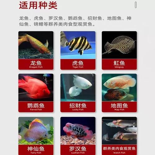 紅龍魚只吃活魚不吃蝦可以嗎（紅龍魚只吃活食不吃冰蝦怎么辦360問答）