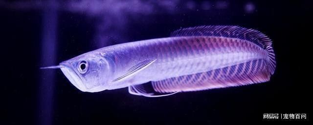 銀龍魚掉眼最簡單的恢復