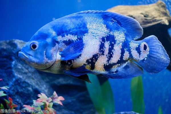 薩伊藍魚常見疾病癥狀：薩伊藍魚出血性腐敗癥的治療方法 薩伊藍魚常見疾病癥狀：薩伊藍魚出血性腐敗癥的治療方法 龍魚百科 第3張