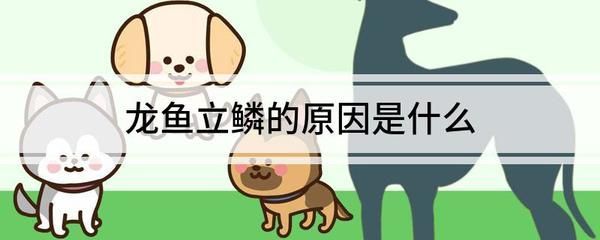 龍魚立鱗發黑能恢復嗎(龍魚立鱗發黑怎么辦) 龍魚百科 第4張 龍魚立鱗發黑能恢復嗎(龍魚立鱗發黑怎么辦) 龍魚立鱗發黑能恢復嗎(龍魚立鱗發黑怎么辦) 龍魚百科 第4張
