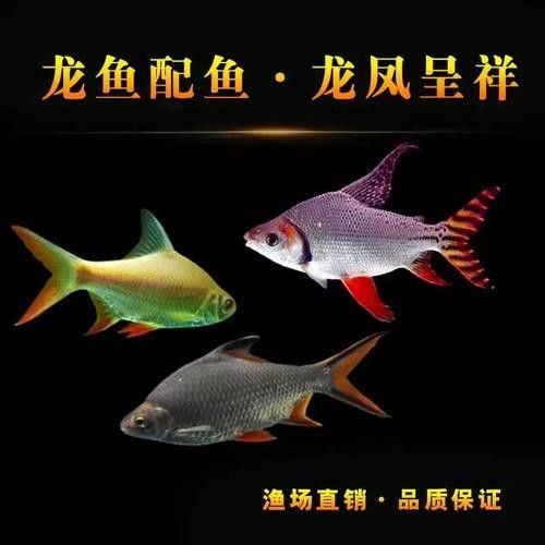 龍魚混養(yǎng)最佳伴侶魚類圖片