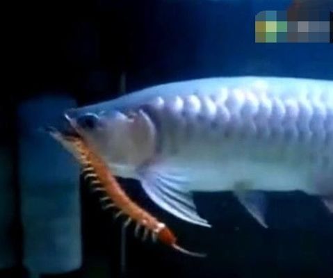 金龍魚問題:金龍魚游來游去的原因分析龍魚游來游去是正常的嗎 龍魚百科 第3張 金龍魚問題:金龍魚游來游去的原因分析龍魚游來游去是正常的嗎 金龍魚問題:金龍魚游來游去的原因分析龍魚游來游去是正常的嗎 龍魚百科 第3張