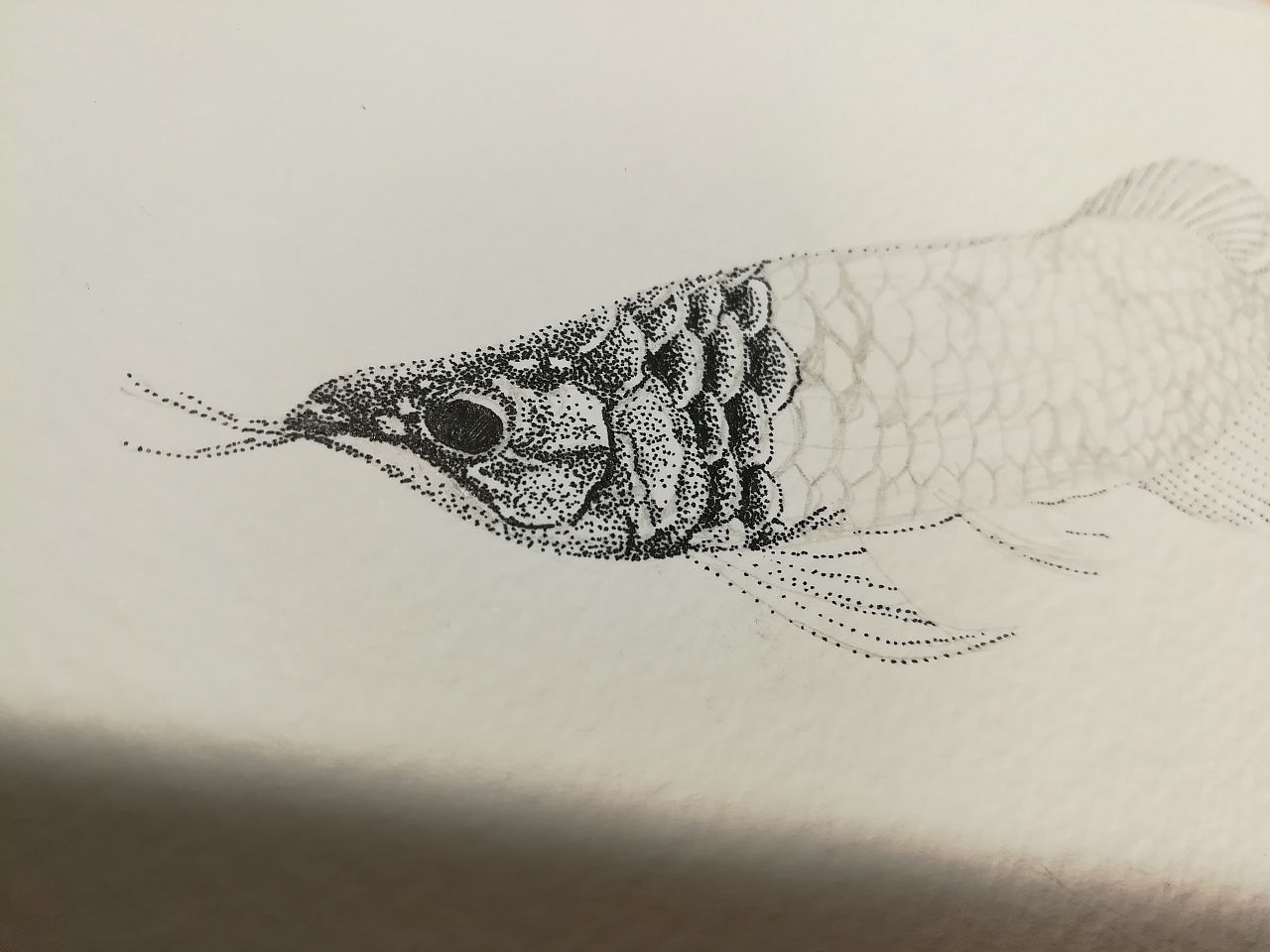 如何畫金龍魚的素描和繪畫技巧金龍魚的基本特征和繪畫技巧：如何畫金龍魚的素描 如何畫金龍魚的素描和繪畫技巧金龍魚的基本特征和繪畫技巧：如何畫金龍魚的素描 龍魚百科 第1張