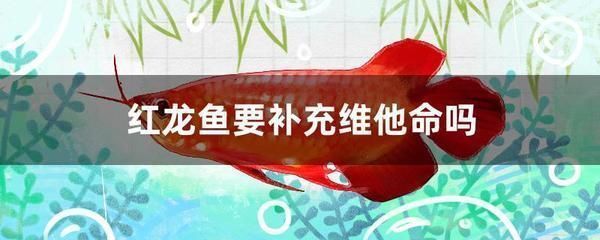 紅龍魚食量不大怎么回事（紅龍魚食量不大的原因）