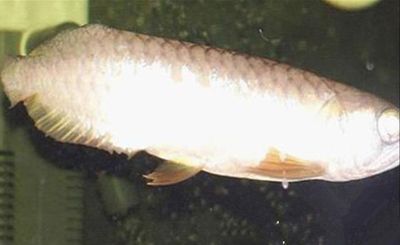 龍魚斷尾手術視頻：關于龍魚斷尾手術的相關信息