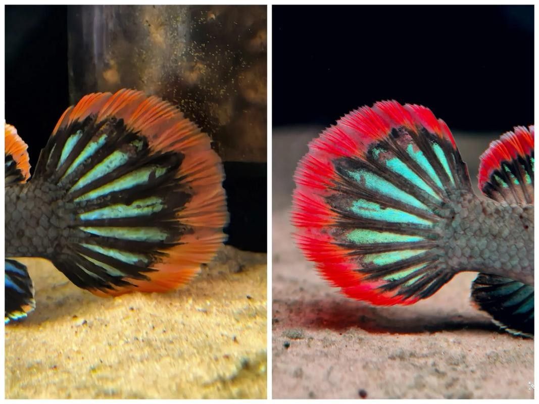 雷龍魚和燈科魚混養嗎圖片
