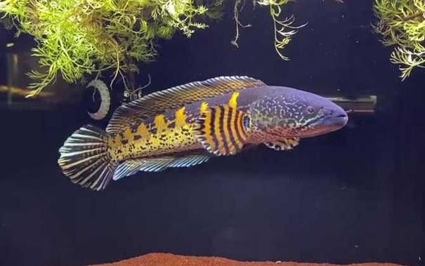 雷龍魚和燈科魚混養嗎圖片