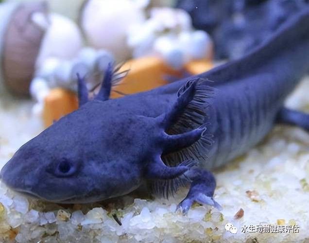 恐龍魚有攻擊性嗎圖片 恐龍魚有攻擊性嗎圖片 龍魚百科 第3張