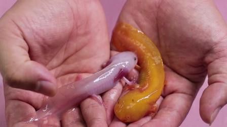 恐龍魚有攻擊性嗎圖片 恐龍魚有攻擊性嗎圖片 龍魚百科 第2張