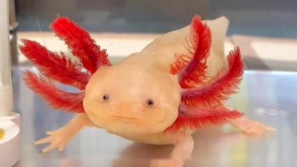 恐龍魚有攻擊性嗎圖片 恐龍魚有攻擊性嗎圖片 龍魚百科 第5張