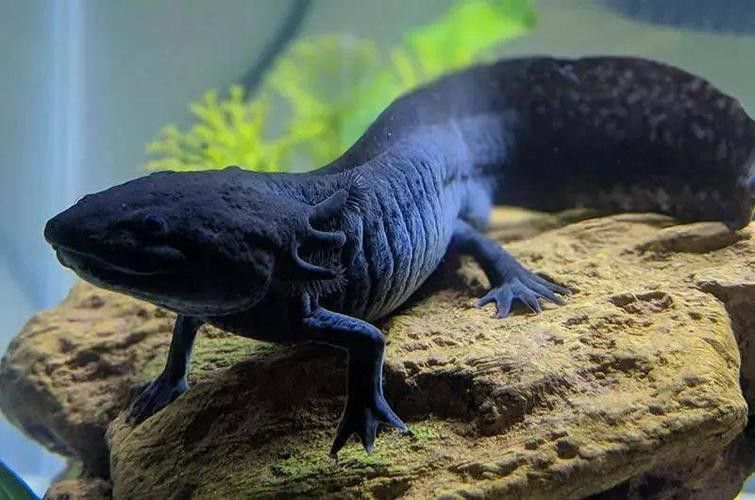 恐龍魚有攻擊性嗎圖片 恐龍魚有攻擊性嗎圖片 龍魚百科 第10張