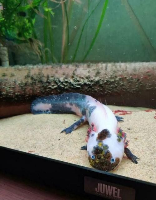恐龍魚有攻擊性嗎圖片 恐龍魚有攻擊性嗎圖片 龍魚百科 第14張