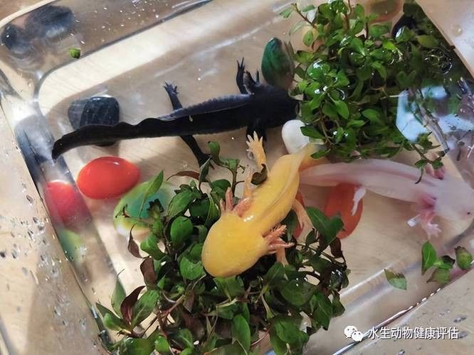 恐龍魚有攻擊性嗎圖片 恐龍魚有攻擊性嗎圖片 龍魚百科 第12張