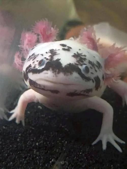 恐龍魚有攻擊性嗎圖片 恐龍魚有攻擊性嗎圖片 龍魚百科 第19張