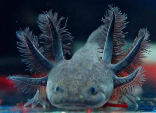 恐龍魚有攻擊性嗎圖片 恐龍魚有攻擊性嗎圖片 龍魚百科 第18張