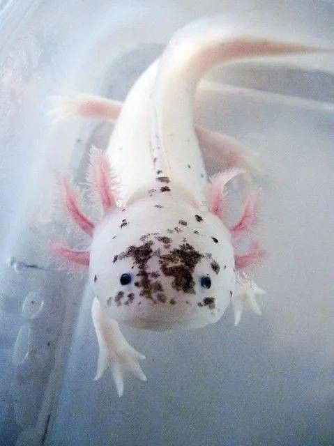 恐龍魚有攻擊性嗎圖片 恐龍魚有攻擊性嗎圖片 龍魚百科 第17張