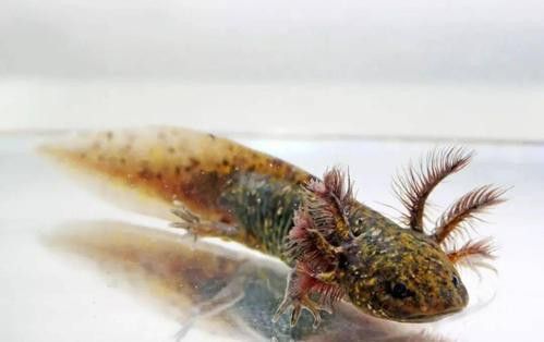 恐龍魚有攻擊性嗎圖片 恐龍魚有攻擊性嗎圖片 龍魚百科 第16張