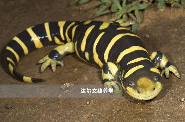 恐龍魚有攻擊性嗎圖片 恐龍魚有攻擊性嗎圖片 龍魚百科 第21張