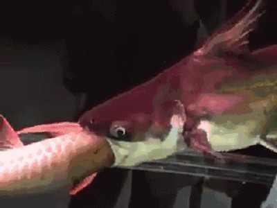 龍魚咬汗鯊（龍魚和汗鯊可以混養嗎？）