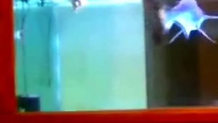 龍魚咬汗鯊（龍魚和汗鯊可以混養嗎？）
