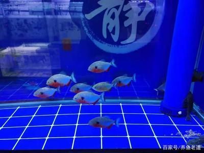 龍魚咬汗鯊（龍魚和汗鯊可以混養嗎？）