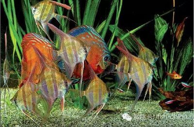 埃及神仙魚可以和龍魚混養嗎：埃及神仙魚可以和龍魚混養嗎埃及神仙魚和龍魚混養嗎