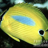 藍(lán)帆眼斑最愛(ài)吃小魚還是蝦