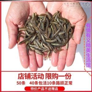 龍魚喂什么比較好養殖：喂養龍魚時，需要注意以下幾個方面