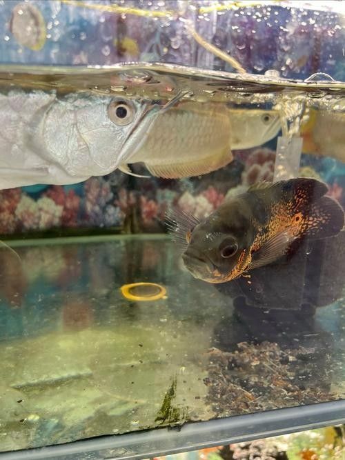 銀龍魚有毒嗎能食用嗎圖片