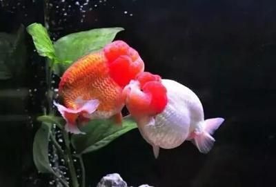 龍魚養幾只：龍魚的飼養數量取決于多種因素