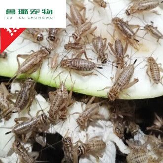 龍魚吃蟋蟀的好處有哪些龍魚吃蟋蟀的好處：龍魚吃蟋蟀的好處 龍魚吃蟋蟀的好處有哪些龍魚吃蟋蟀的好處：龍魚吃蟋蟀的好處 龍魚百科 第1張
