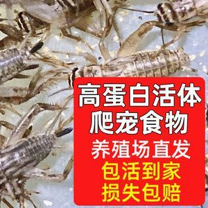 龍魚吃蟋蟀的好處有哪些龍魚吃蟋蟀的好處：龍魚吃蟋蟀的好處 龍魚吃蟋蟀的好處有哪些龍魚吃蟋蟀的好處：龍魚吃蟋蟀的好處 龍魚百科 第2張