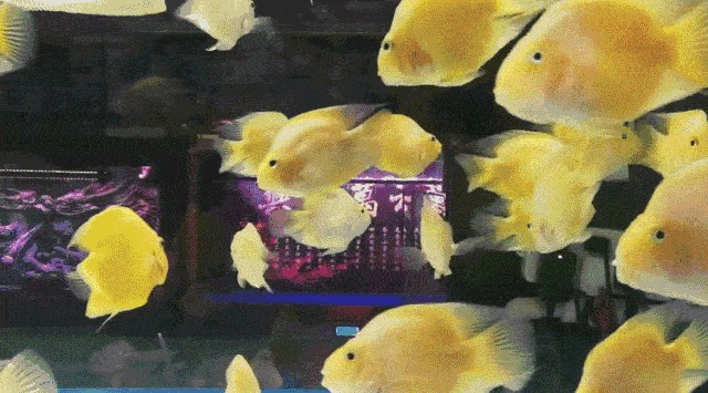 福建魚缸sianlon祥龍魚場（假設您提到的“福建魚缸sianlon祥龍魚場”是指位于福建省的祥龍魚場） 福建魚缸sianlon祥龍魚場（假設您提到的“福建魚缸sianlon祥龍魚場”是指位于福建省的祥龍魚場） 龍魚百科 第6張