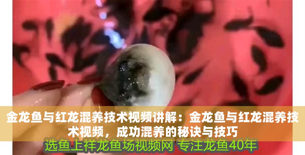 金龍魚與紅龍混養技術視頻講解：金龍魚與紅龍混養技術視頻，成功混養的秘訣與技巧