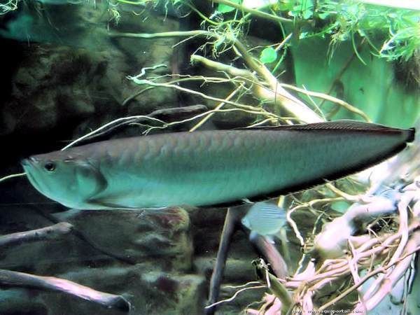 巨骨舌魚和龍魚是一種魚嗎：巨骨舌魚和龍魚并不是同一種魚，它們屬于骨舌魚科的不同