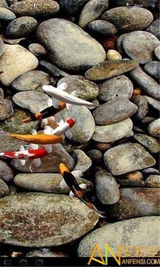 動態(tài)龍魚壁紙有哪些推薦軟件？ 動態(tài)龍魚壁紙有哪些推薦軟件？ 龍魚百科 第1張