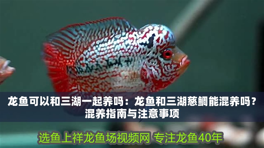 龍魚可以和三湖一起養嗎:龍魚和三湖慈鯛能混養嗎?混養指南與注意事項 龍魚百科 第1張 龍魚可以和三湖一起養嗎:龍魚和三湖慈鯛能混養嗎?混養指南與注意事項 龍魚可以和三湖一起養嗎:龍魚和三湖慈鯛能混養嗎?混養指南與注意事項 龍魚百科 第1張