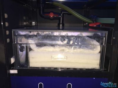 底濾滴流過濾養龍魚還用增氧機嗎：底濾滴流過濾養龍魚是否需要增氧機