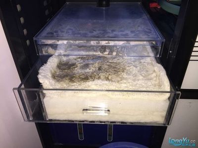 底濾滴流過濾養龍魚還用增氧機嗎：底濾滴流過濾養龍魚是否需要增氧機