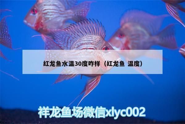 紅龍魚水溫30度咋樣（紅龍魚在30度水溫下喂食時需要注意水質、食物和喂食量）