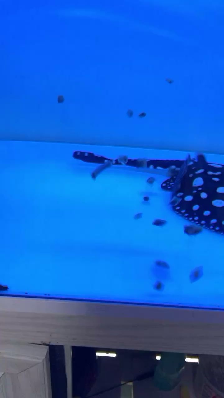 貴陽水族館看看這吃東西的狀態