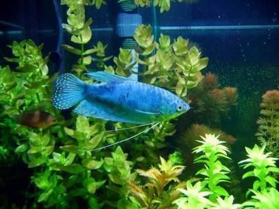 藍龍魚和紅龍魚能混養嗎：紅龍魚可以和其他魚類混養 藍龍魚和紅龍魚能混養嗎：紅龍魚可以和其他魚類混養 龍魚百科 第1張