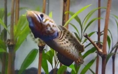 雷龍魚(yú)幼體吃什么食物（如何給雷龍魚(yú)幼體消毒餌料） 雷龍魚(yú)幼體吃什么食物（如何給雷龍魚(yú)幼體消毒餌料） 龍魚(yú)百科 第1張